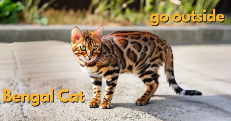 Can Bengal cats go outside