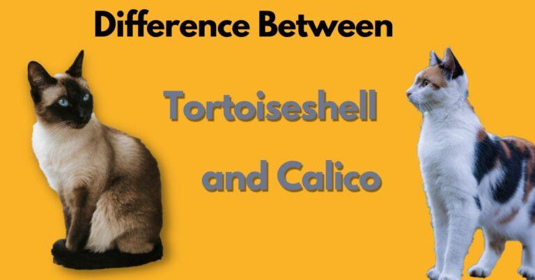 Difference between Tortoiseshell and Calico
