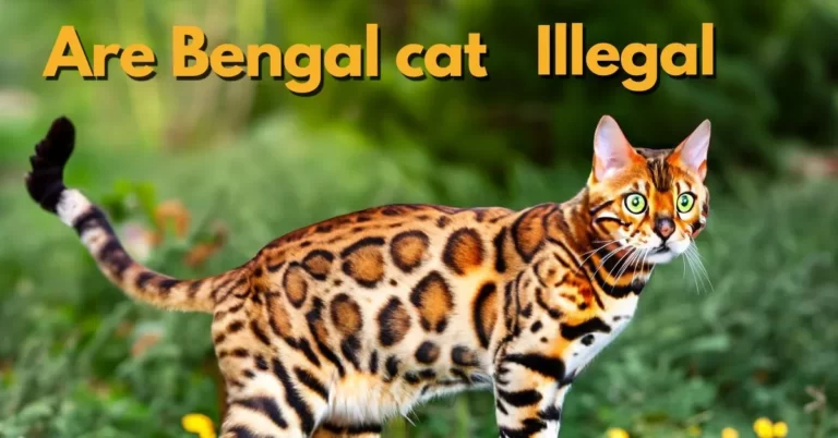 Why are Bengal cats illegal